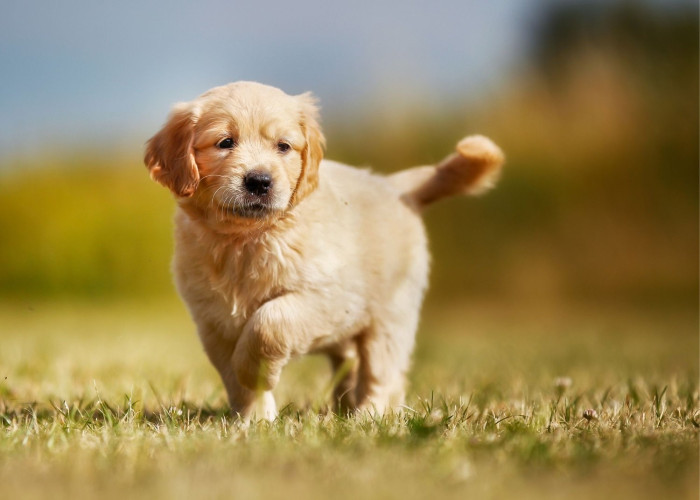 Adorable Golden retriever puppies for sale..7300930479